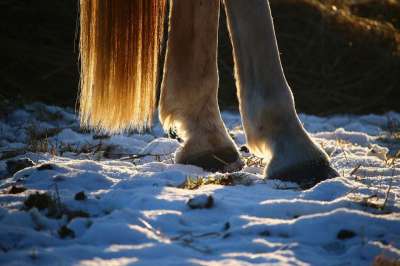 马 雪 蹄子 尾巴 冬天 模具 霜 纯种阿拉伯 牧场 寒冷的