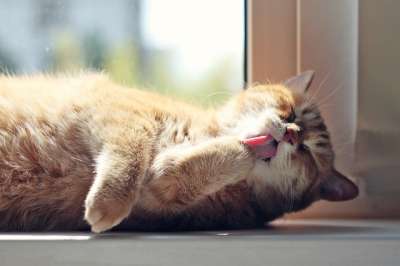 猫 红猫 小猫 可爱 毛皮 梦 眼睛 美容 动物 睡眠 度假