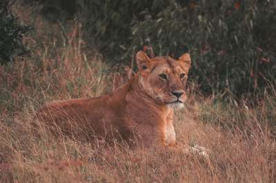 狮子 动物 苹果浏览器 肖像 母狮 女性 哺乳动物 大猫 捕食者