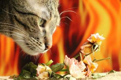 猫 和平 放松 眼 胡子 鼻子 宠物 家猫 最喜欢的 可爱
