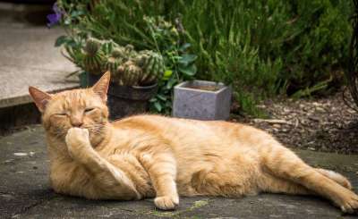 猫 说谎 花园 精神科 自在 红色白色 红色的 可爱的 吻手