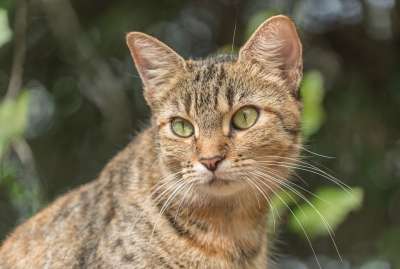 猫 流浪猫 动物 野猫 猫科动物 哺乳动物 国内的猫 可爱的