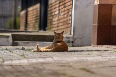 猫 动物 吉祥物 宠物 朋友 迷路 哺乳动物 毛皮 胡须