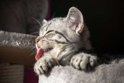 舌头 可爱的 小猫 猫 家猫 舔 鲭鱼 猫脸 英国短毛猫
