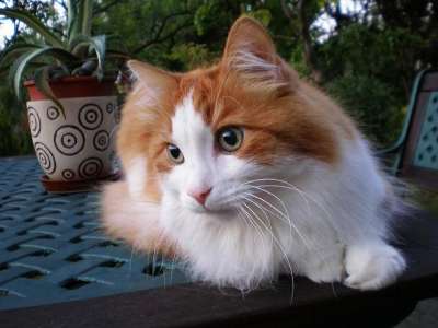 猫 土耳其安哥拉猫 宠物 动物 哺乳动物