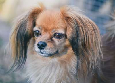 狗 乳头状 哺乳动物 品种 犬类 宠物 动物 毛皮