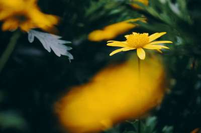 欧罗普 花 植物 黄花 花瓣 盛开 树叶 春天 自然 特写