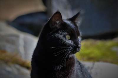 黑色的 猫 动物 宠物