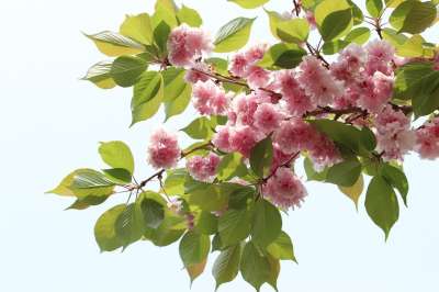 春天 芽 大自然 绿色 植物 叶子 新鲜 花 联盟的州 性质