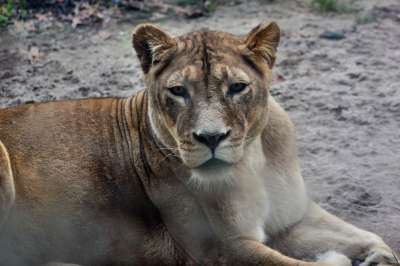 动物园 动物 猫 野生动物 狮子 母狮 大猫 捕食者