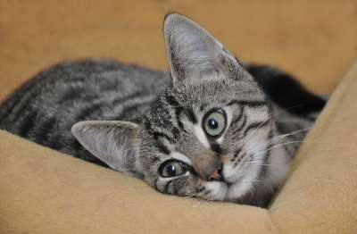 猫宝宝 猫 年轻的猫 家猫 鲭鱼 大花猫 爪 小猫 虎猫 爪子