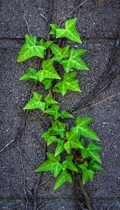 常春藤 植物 大自然 绿色 草 叶子