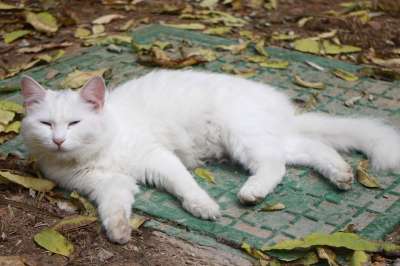 猫 猫科动物 胡须 可爱的 宠物 动物 目睹