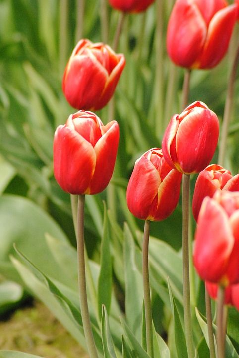 可能花 郁金香 红色的 节日 郁金香节 四月 可能 季节性