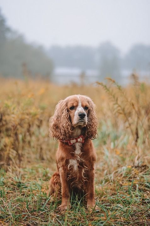 英国可卡犬 狗 宠物 动物 国内的 犬类 哺乳动物 西班牙猎犬