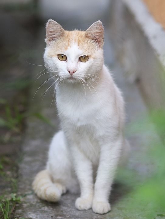 那只猫 白色的 美丽的 好奇心 猫科动物 动画