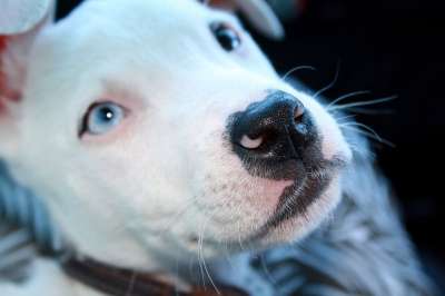 比特犬 狗 动物 白色的 斗牛 眼睛 小狗