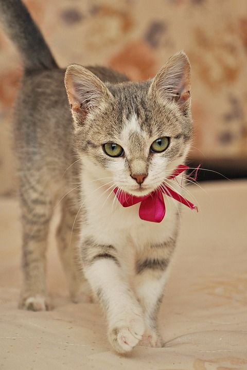 猫 小猫 宠物 动物 可爱 视线