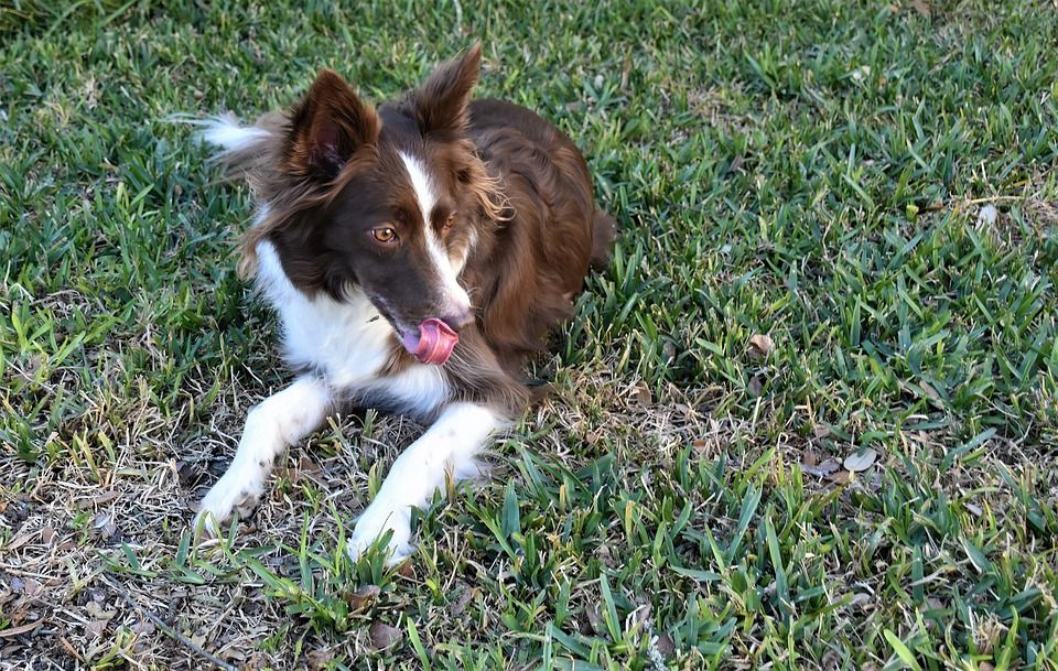 狗, 边境牧羊犬, 犬类, 哺乳动物, 动物, 宠物, 草, 后院