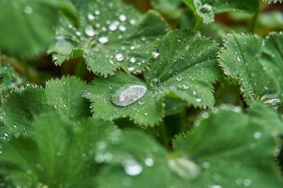 Frauenmantel 水滴 植物 滴 雨滴 地被植物 珍珠 水
