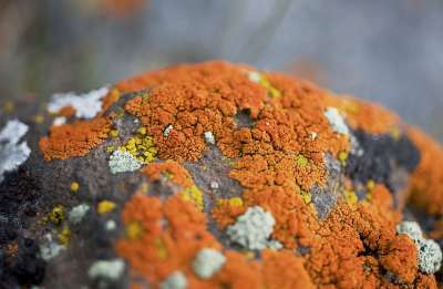 地衣 橙色的 苔藓 石头 灰色的 自然 质地 图案 荒野 植物