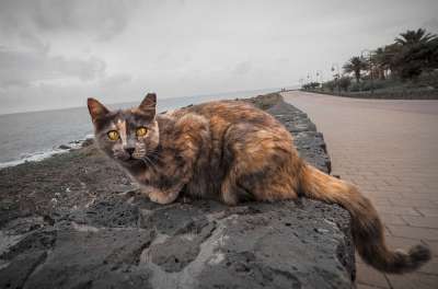 猫 黄色 黄色的眼睛 猫眼 动物 家畜 家猫 猫脸 生物 肖像