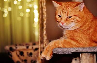猫 宿醉 红色的 乐趣 可爱的 鲭鱼 老虎 舒适 动物 家猫