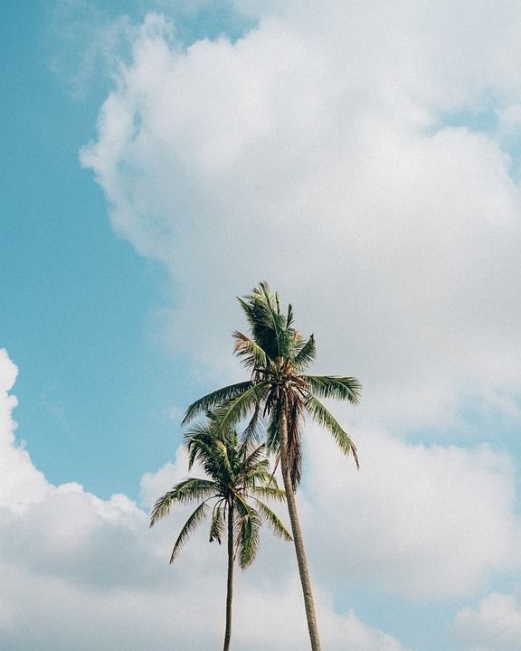 手机壁纸 棕榈树 天空 棕榈滩 Palmtree 自然 旅行 云