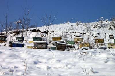 蜂房 养蜂业 蜜蜂 麻疹 寒冷的 雪 冬天 蜂窝 养蜂人