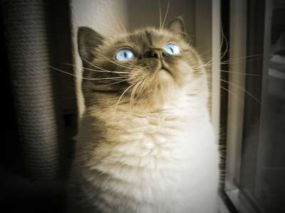 猫 蓝眼睛 梦幻的 英国短毛猫 非常漂亮 看法 家畜