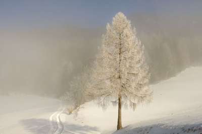 自然 雪 冬天 季节 树 森林