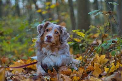 狗 森林 落下 秋天 宠物 动物 家犬 犬类 哺乳动物 可爱的