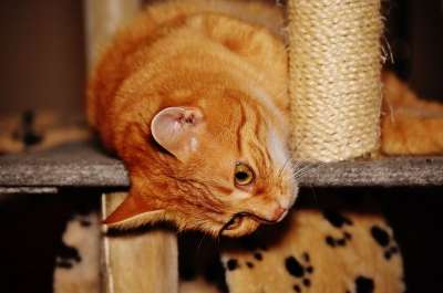 猫 宿醉 红色的 乐趣 可爱的 鲭鱼 老虎 舒适 动物 家猫