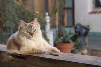 吉祥物 猫 动物 猫科动物