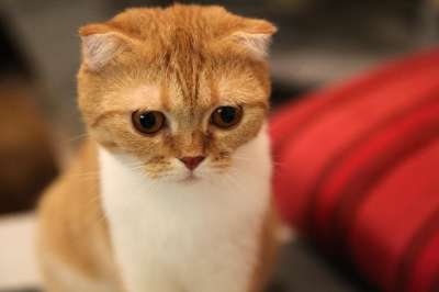猫 苏格兰折耳猫 苏格兰的 动物 折叠 眼睛 关 脸 棕色