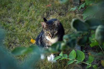 猫 动物 家猫 家畜 手表 好奇的