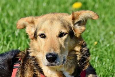 狗 宠物 动物 狩猎 国内的 犬类 哺乳动物 混种狗 杂交种