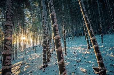 竹林 竹子 雪 京都 日本 景观 竹林 竹林 竹林 竹林