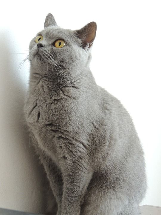 猫 自制 灰色的 英国 关心