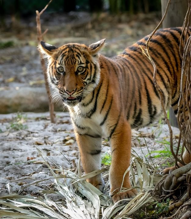 马来虎崽 老虎 幼兽 猫科动物 野生猫 带区卷的毛皮 哺乳动物