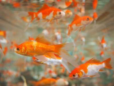 金鱼 水族馆 水下 热带 宠物 游泳 坦克 鱼缸 水 生活