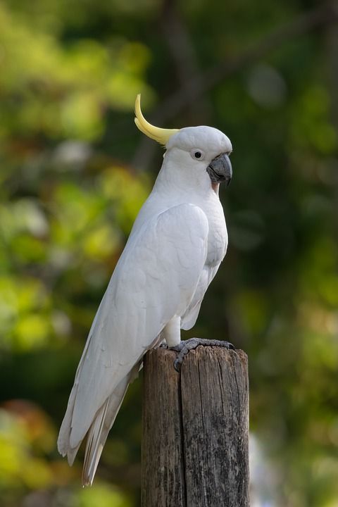 鹦鹉 硫凤头鹦鹉 鸟 Cacatua Galerita 动物 羽毛