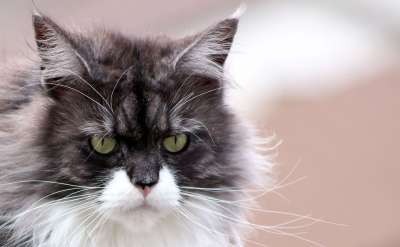 缅因浣熊 宿醉 猫 家畜 放松 卡马乔 家猫 鼻子 猫眼 动物