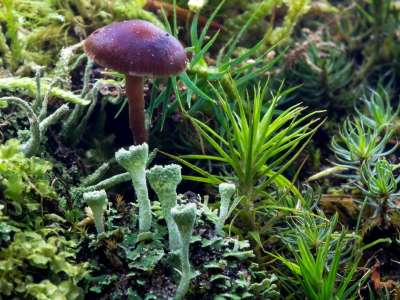森林 森林地面 苔藓 森林蘑菇 蘑菇 类植物 马香藻