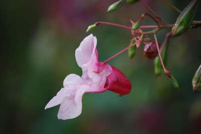 花朵 花瓣 农夫兰花 喜马拉雅香脂 红香脂 银行工厂 水生植物