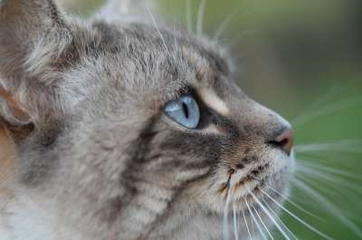 猫 猫的眼睛 眼蓝猫 胡子的猫 鼻子的猫 肖像的档案聊天 猫科动物