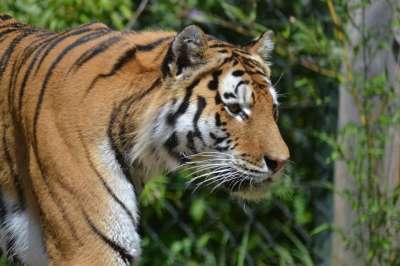 老虎 动物园 大猫 危险的 捕食者 关闭