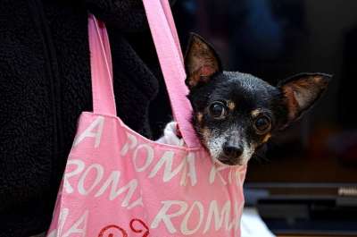 狗 宠物 动物 可爱的 犬类 国内的 小狗 快乐的 谱系 肖像