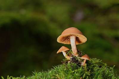 蘑菇 苔藓 森林 真菌学 毒菌