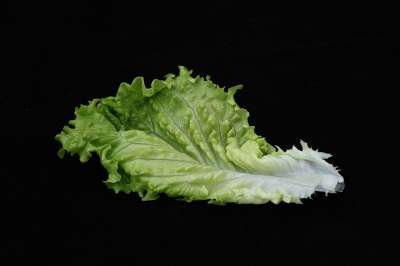 叶子 食物 沙拉 蔬菜 新鲜的 工厂 花园 当然 机 性质